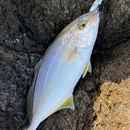 ショゴ