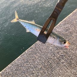 サバ