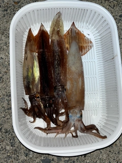 スルメイカの釣果