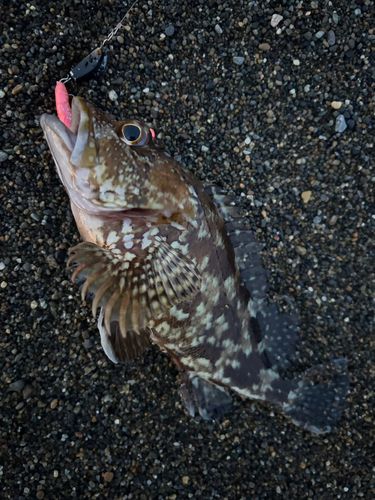 キジハタの釣果