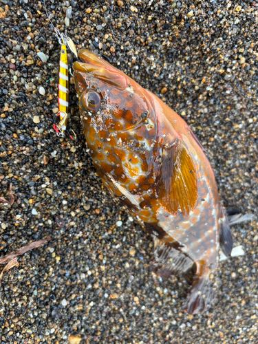 キジハタの釣果