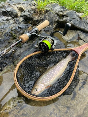 イワナの釣果