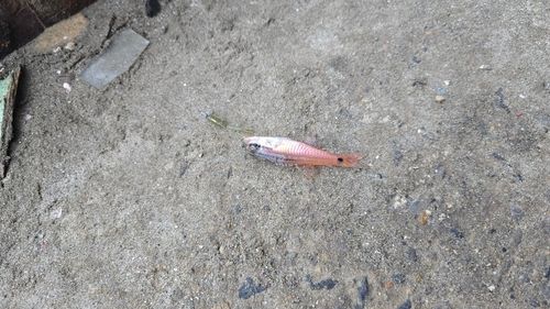 ネンブツダイの釣果