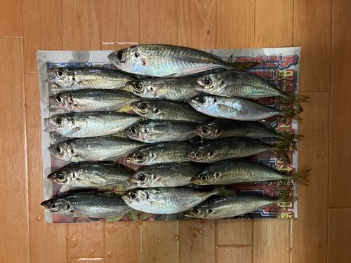 アジの釣果