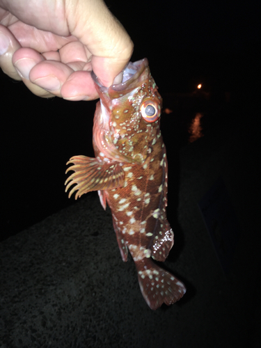 カサゴの釣果