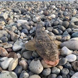 マゴチ