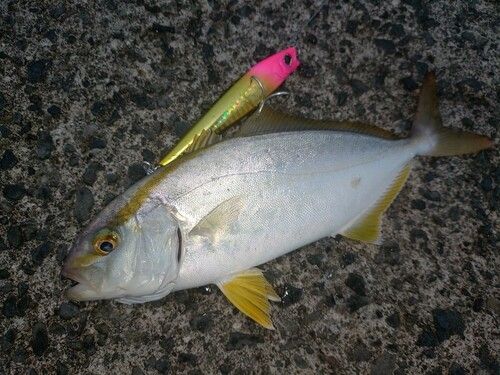 ショゴの釣果
