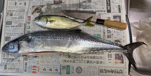 サワラの釣果