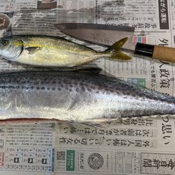 サワラ