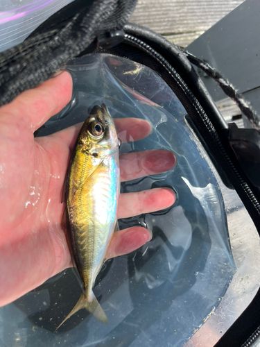 コノシロの釣果