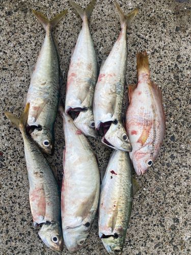 マルアジの釣果