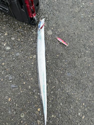 タチウオの釣果
