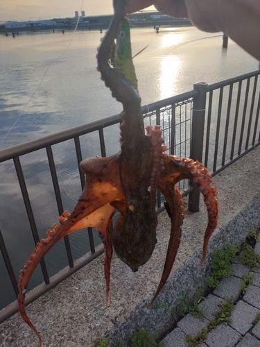 タコの釣果