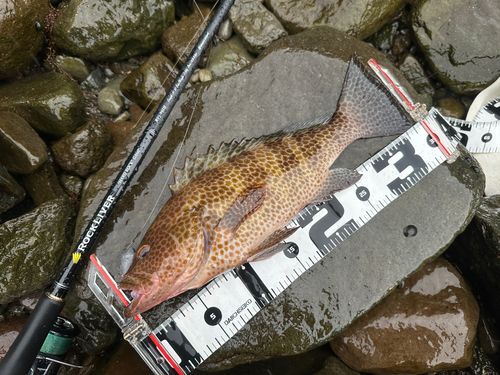 アザハタの釣果