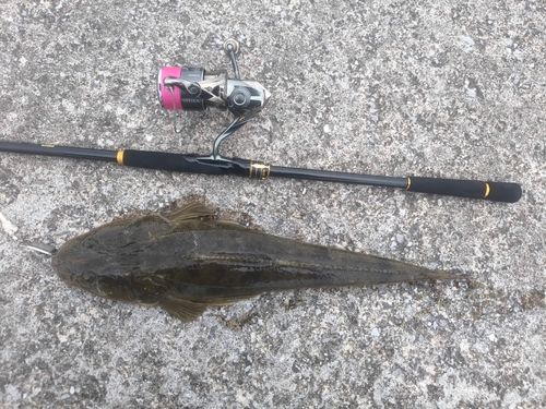 マゴチの釣果