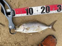 ネリゴの釣果