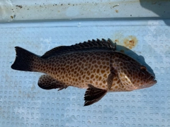 オオモンハタの釣果