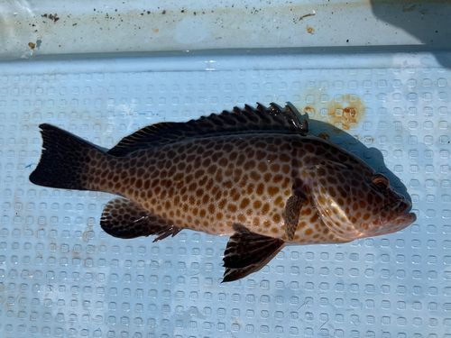 オオモンハタの釣果