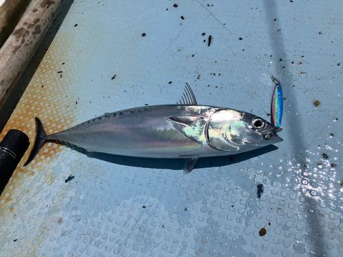 マルソウダの釣果
