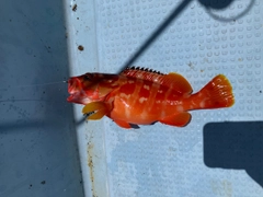 アカハタの釣果