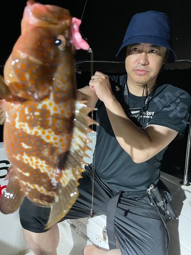 キジハタの釣果