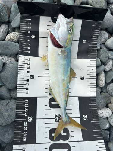 ワカシの釣果