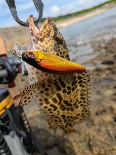 イシミーバイの釣果