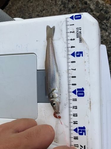 シロギスの釣果