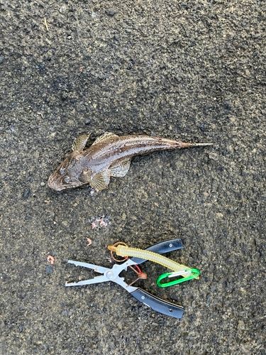 メゴチの釣果