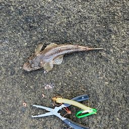 メゴチ