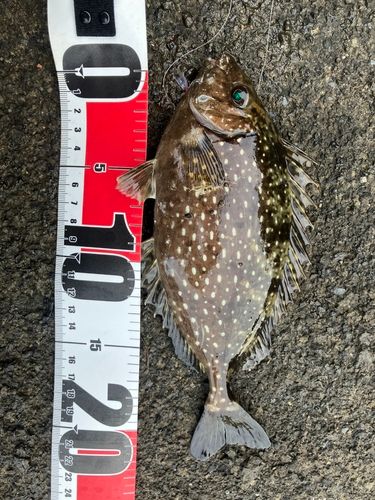 アイゴの釣果