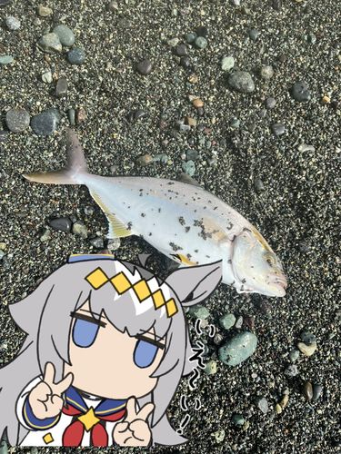 ショゴの釣果