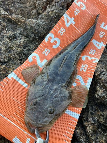 マゴチの釣果