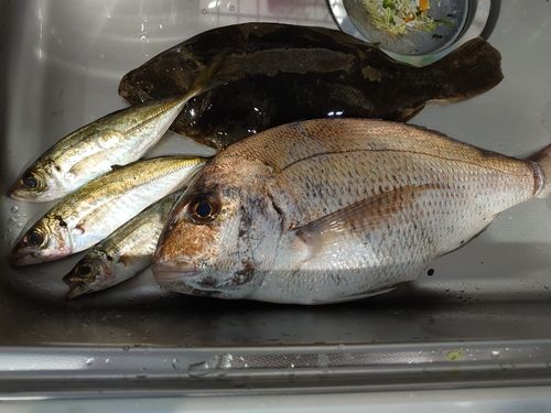 マダイの釣果
