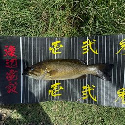 スモールマウスバス