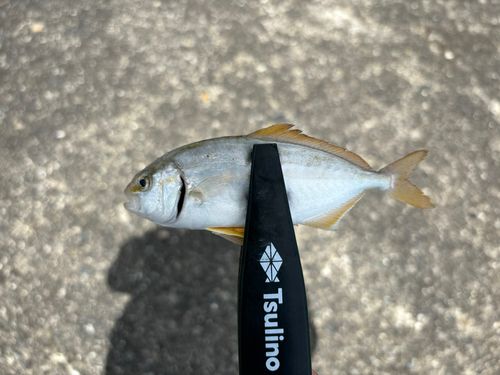 ショゴの釣果