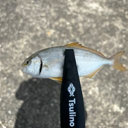 ショゴ