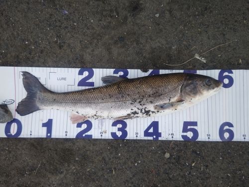 マルタウグイの釣果