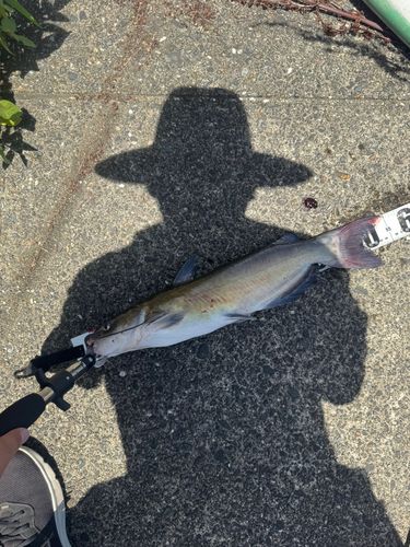 アメリカナマズ