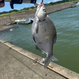 ダントウボウ