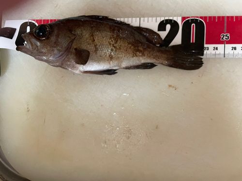 クロメバルの釣果