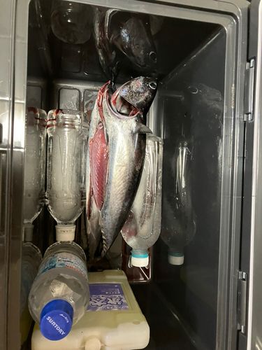 ソウダガツオの釣果