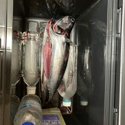 ソウダガツオ