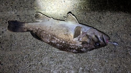 クロソイの釣果