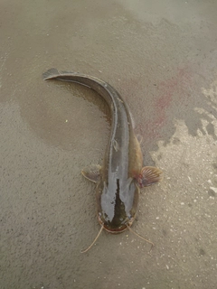 ナマズの釣果