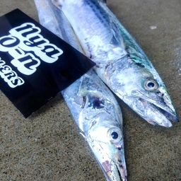 タチウオ