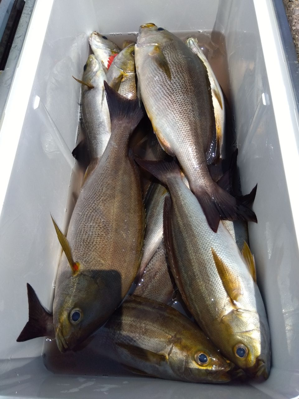 せどおと丸さんの釣果 2枚目の画像