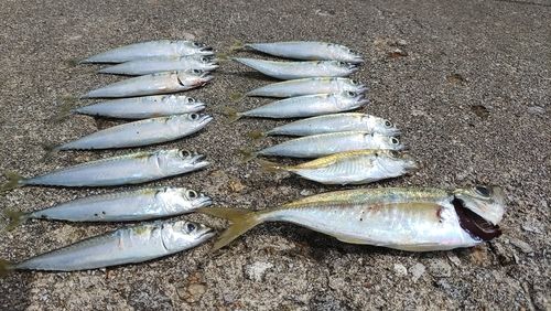 サバの釣果