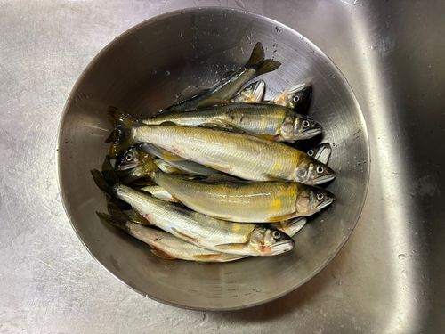 アユの釣果