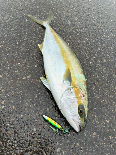 イナダの釣果